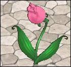 ワイルドチェリー